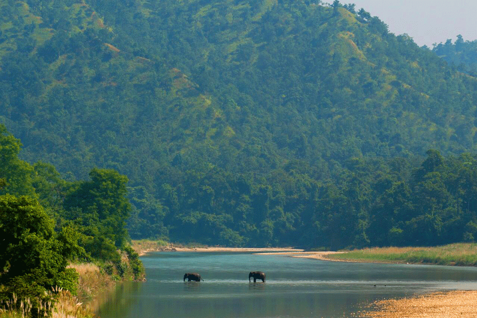 elephants crossing river